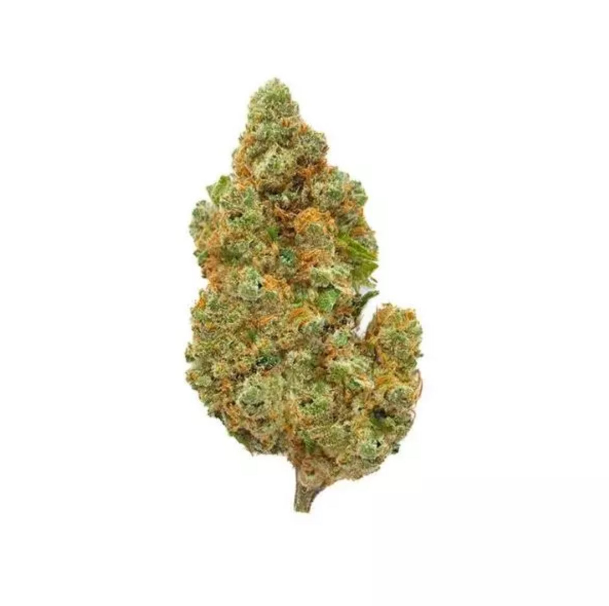 Amnesia Haze Big Bud indoor hydro